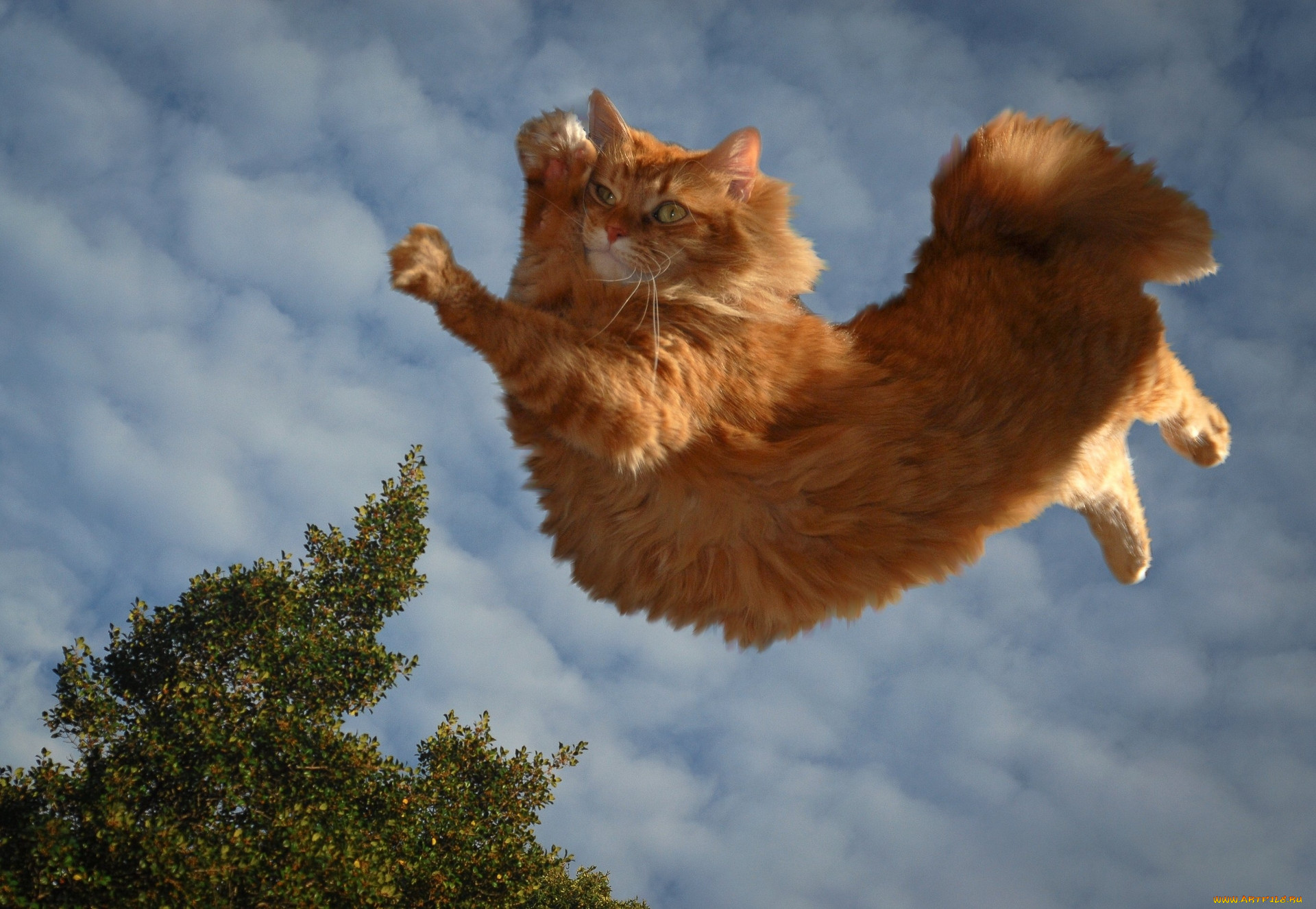 Кошка в прыжке